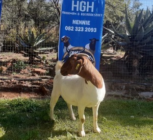 1 x BOERBOKKE OOI/EWE Hennie Enslin - STOET/STUD