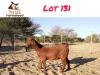 1X KALAHARI RED DOE LEKUKA