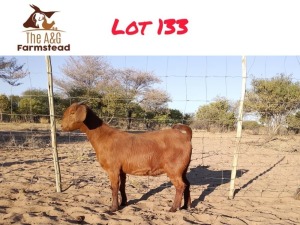 1X KALAHARI RED DOE LEKUKA