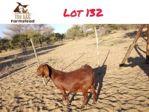 1X KALAHARI RED DOE LEKUKA