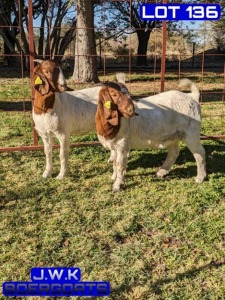 2X BOERGOAT DOE BUKS KOTZE