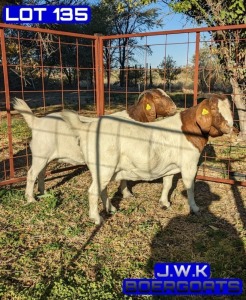 2X BOERGOAT DOE BUKS KOTZE