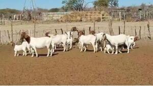 7+8X BOERGOAT DOE & LAMB JOHAN VENTER