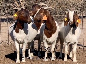 4X BOERGOAT DOE PHILLIP KOTZE