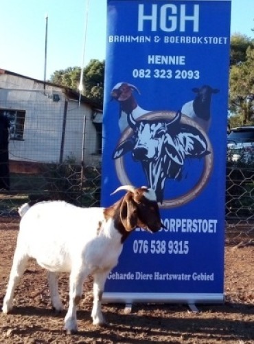 1 x BOERBOKKE OOI/EWE Hennie Enslin - KUDDE/FLOCK