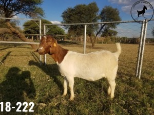 1 x BOERBOKKE OOI/EWE TJ Fleedwood - KUDDE/FLOCK