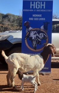 1 x BOERBOKKE OOI/EWE Hennie Enslin - KUDDE/FLOCK