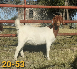 1 x BOERBOKKE OOI/EWE Bertie Aucamp - KUDDE/FLOCK