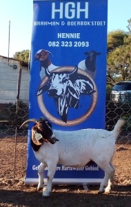 1 x BOERBOKKE OOI/EWE Hennie Enslin - KUDDE/FLOCK