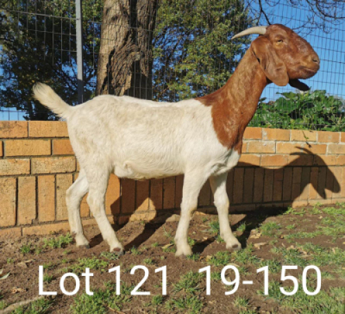 1 x BOERBOKKE OOI/EWE Suzanne v Dyk - KUDDE/FLOCK