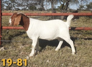 1 x BOERBOKKE OOI/EWE Bertie Aucamp - KUDDE/FLOCK