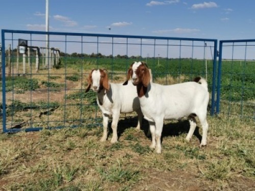2 x BOERBOKKE OOI/EWE - 1X KUDDE, 1X STOET Hennie Enslin (PER STUK OM LOT TE NEEM)