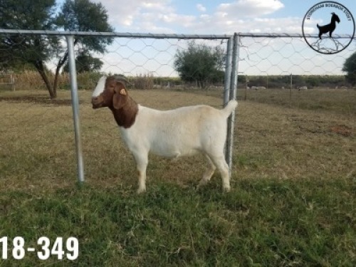 1 x BOERBOKKE OOI/EWE TJ Fleedwood - KUDDE/FLOCK