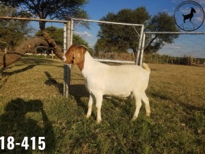 1 x BOERBOKKE OOI/EWE TJ Fleedwood - KUDDE/FLOCK