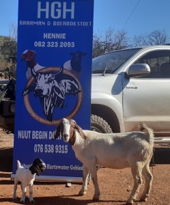 1 x BOERBOKKE OOI/EWE Hennie Enslin - KUDDE/FLOCK