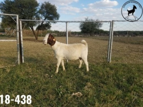 1 x BOERBOKKE OOI/EWE TJ Fleedwood - KUDDE/FLOCK