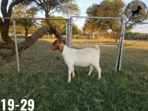 1 x BOERBOKKE OOI/EWE TJ Fleedwood - KUDDE/FLOCK