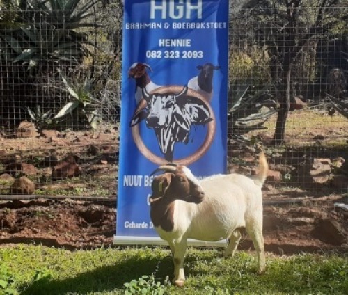 1 x BOERBOKKE OOI/EWE Hennie Enslin - KUDDE/FLOCK