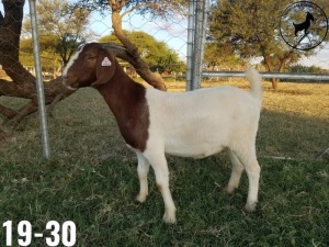 1 x BOERBOKKE OOI/EWE TJ Fleedwood - KUDDE/FLOCK