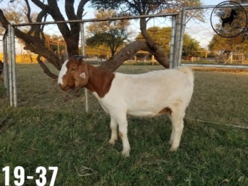  1 x BOERBOKKE OOI/EWE TJ Fleedwood -KUDDE/FLOCK