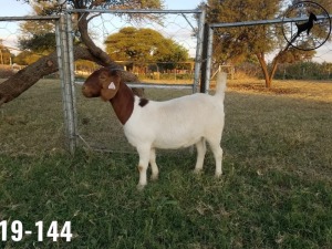 1 x BOERBOKKE OOI/EWE TJ Fleedwood - KUDDE/FLOCK