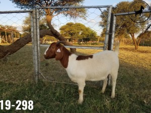 1 x BOERBOKKE OOI/EWE TJ Fleedwood - KUDDE/FLOCK