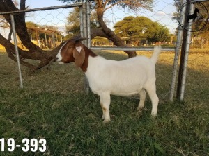 1 x BOERBOKKE OOI/EWE TJ Fleedwood - KUDDE/FLOCK