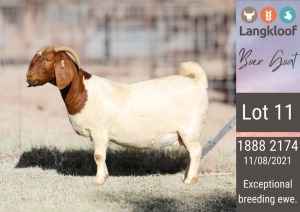 1X BOERGOAT PREGNANT STUD DOE LANGKLOOF