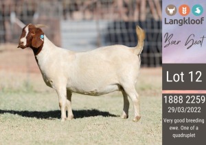 1X BOERGOAT PREGNANT STUD DOE LANGKLOOF