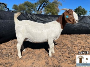 1X BOERGOAT PREGNANT FLOCK DOE ARBEIDSAAMHEID