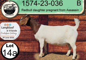 1X BOERGOAT PREGNANT STUD DOE COLLEN BOERDERY