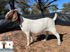 1X BOERGOAT PREGNANT FLOCK DOE ARBEIDSAAMHEID