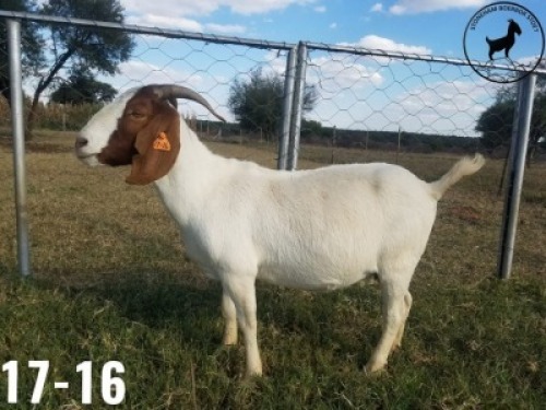 1 x BOERBOKKE OOI/EWE TJ Fleedwood - KUDDE/FLOCK