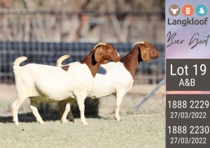 2X BOERGOAT FLOCK DOE LANGKLOOF