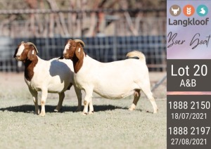 2X BOERGOAT PREGNANT STUD DOE LANGKLOOF