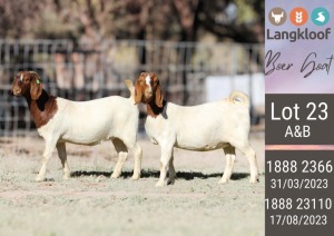 2X BOERGOAT FLOCK DOE LANGKLOOF