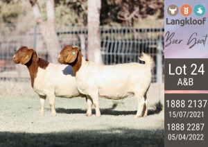 2X BOERGOAT STUD DOE LANGKLOOF