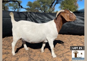 1X BOERGOAT PREGNANT FLOCK DOE ARBEIDSAAMHEID