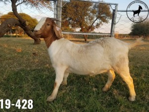 1 x BOERBOKKE OOI/EWE TJ Fleedwood - KUDDE/FLOCK