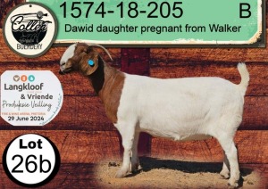 1X BOERGOAT STUD DOE COLLEN BOERDERY