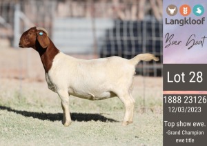 1X BOERGOAT PREGNANT STUD DOE LANGKLOOF