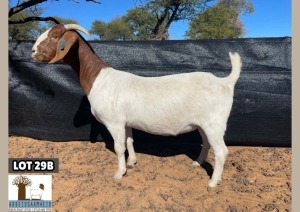 1X BOERGOAT PREGNANT STUD DOE ARBEIDSAAMHEID