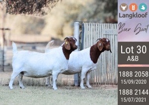 2X BOERGOAT PREGNANT STUD DOE LANGKLOOF