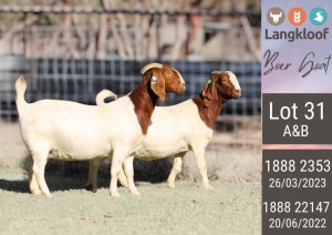 WITHDRAWN - 2X BOERGOAT PREGNANT DOE LANGKLOOF