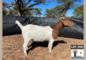 1X BOERGOAT PREGNANT FLOCK DOE ARBEIDSAAMHEID