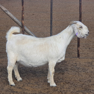 1 x SAVANNA OOI/EWE Koenie Kotze - STOET/STUD