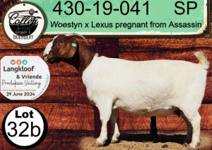 1X BOERGOAT FLOCK ON TEAT DOE COLLEN BOERDERY