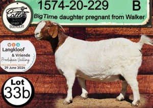 WITHDRAWN - 1X BOERGOAT PREGNANT DOE COLLEN BOERDERY