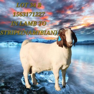 1X BOERGOAT FLOCK DOE SHONGOLOLO BOERBOK STOET