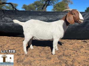 1X BOERGOAT PREGNANT FLOCK DOE ARBEIDSAAMHEID